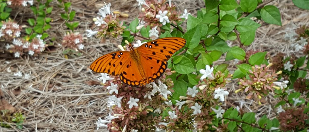 Orange butterfly on white flowers