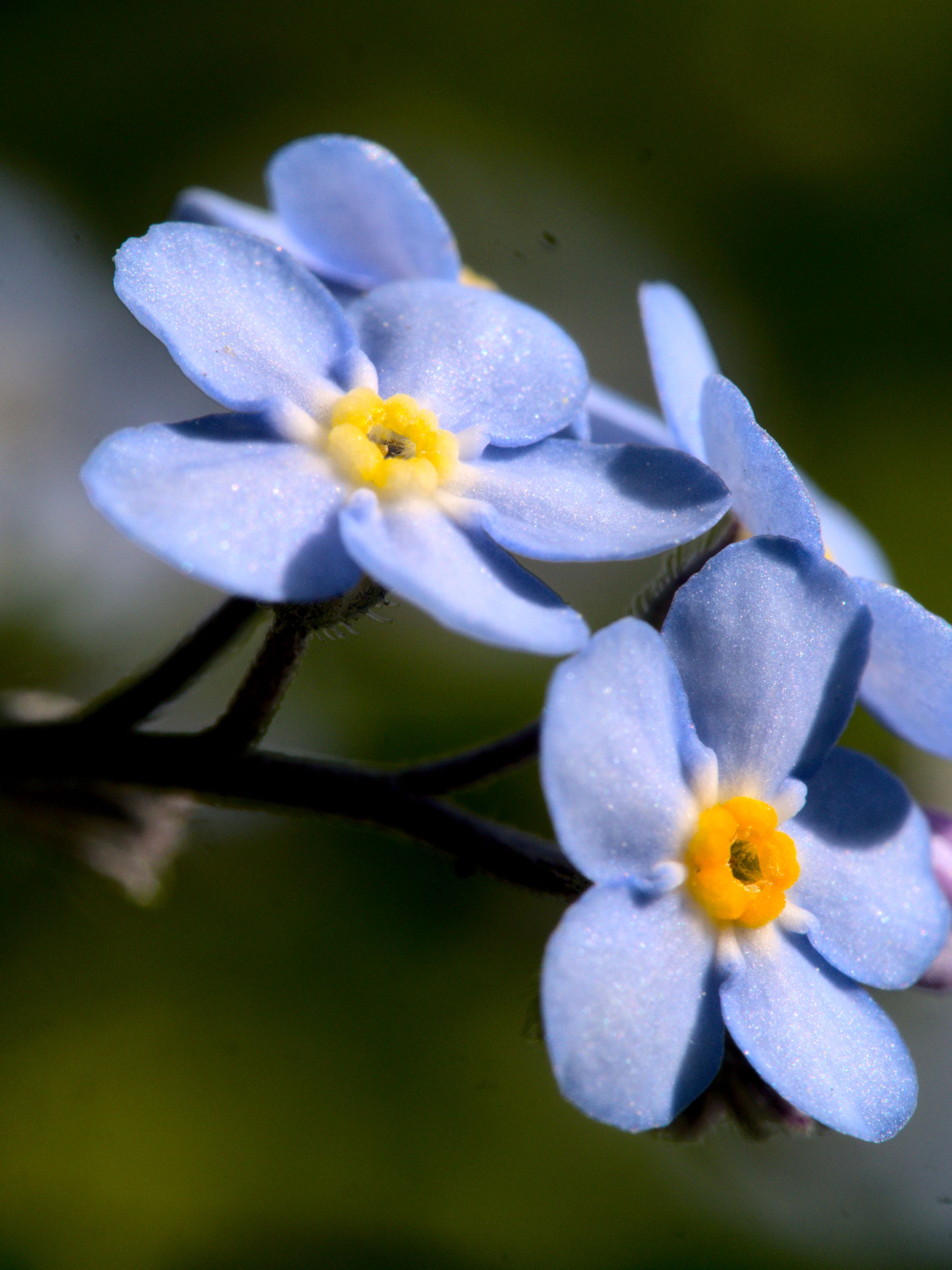 forget me nots