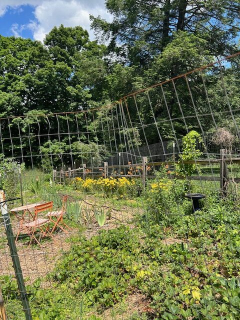 Cutting garden